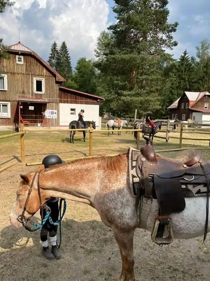 Kůň stojící v areálu Svatošky dětský ráj